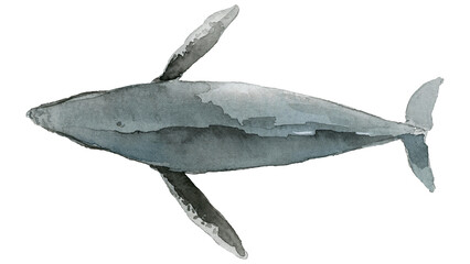 Watercolor painted whale transparent png © Rawpixel.com