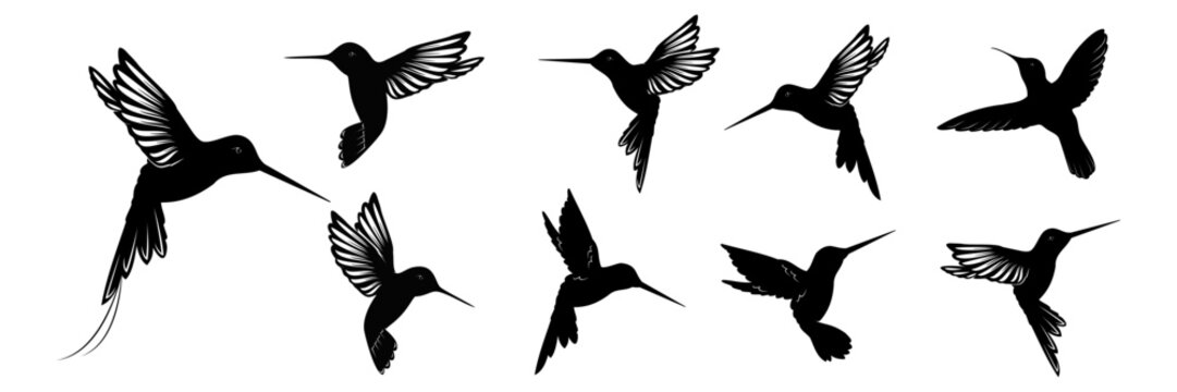 hummingbird vector
