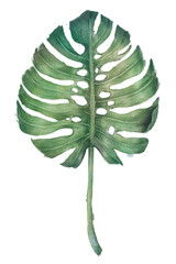 Green monstera leaf watercolor style overlay © Rawpixel.com