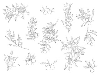 Sketch of olive branch with berries and leaves. Hand drawn vector line art illustration. Black and white drawing © Hatch