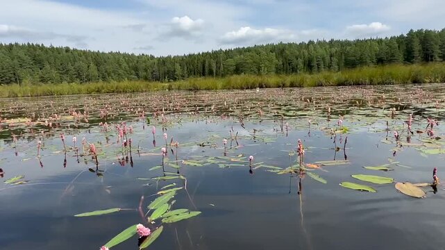 Recorded from a kayak, a vast expanse of Persicaria amphibia covers the water, creating a stunning view. Their pink flowers add a splash of color against the backdrop of a serene lake