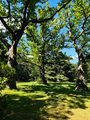 Obraz premium Forest landscape. Tall trees and a lawn on a sunny day.