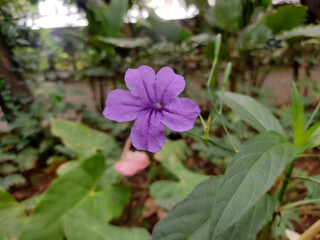 Ruellia simplex or Mexican petunia is a perennial herb that is native to Mexico and Central America. It is now widely cultivated in tropical and subtropical regions of the world, including India.