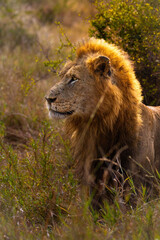 A male lion, after mating, gazing over the South African landscape.