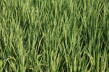 Young rice plants blown by the wind grow in fertile soil