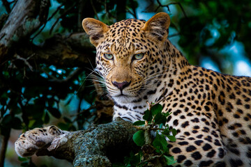 Female leopard 