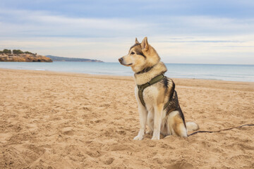 Husky am Strand