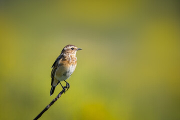 A female common whinchat sits atop a thin branch toward the camera lens on a sunny summer day with an olive-green background with copyspace.
