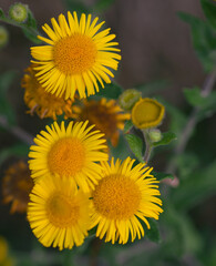 Beautiful close-up of pulicaria dysenterica