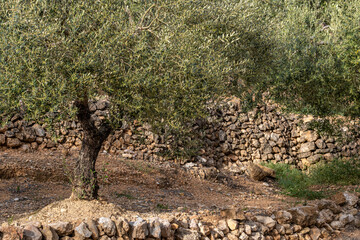 An olive tree stands in front of a rugged stone wall, capturing the rustic and ancient charm of a traditional countryside landscape with its natural textures and serene ambiance in Tarragona Spain