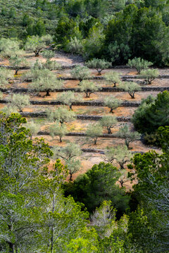 The terraced olive grove showcases multiple rows of olive trees, each neatly planted on different levels supported by stone retaining walls, creating a sense of order and tradition in Tarragona Spain