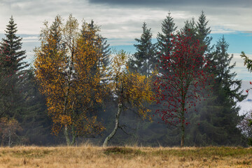 Dvorsky les forest in Giant Mountains in autumn, Beautiful meadow with ecoton of meadow and forest in autumn colours, fall in Giant (Krkonose) mountains, Czech Republic, Europe