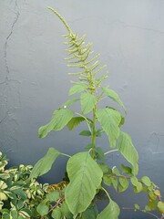 green spinach plant flowers in the garden
