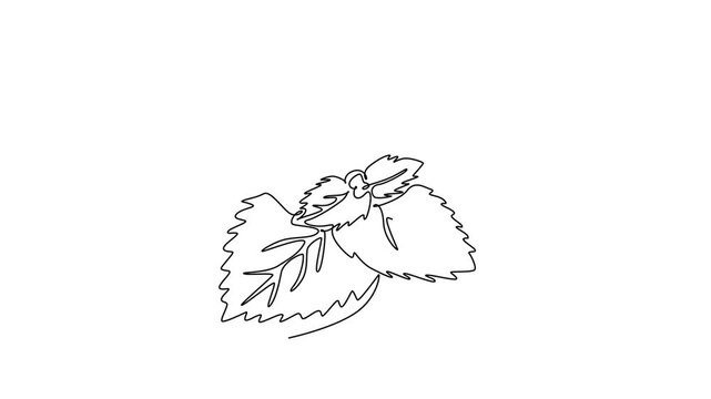 Animated self drawing of continuous line draw of healthy blossom organic freshness mint leaves for farming logo identity. Fresh mentha plant concept for plantation icon. Full length one line animation