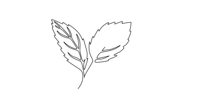 Animated self drawing of continuous line draw of whole healthy freshness organic mint leaves for farming logo identity. Fresh menthol plant concept for plantation icon. Full length one line animation