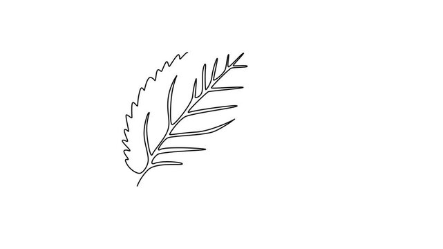 Animated self drawing of continuous line draw of healthy freshness organic mint leaves for farming logo identity. Fresh aromatic fragrance plant concept plantation icon. Full length one line animation