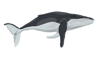 Adult humpback whale. Realistic secondary aquatic mammals Megaptera novaeangliae. Vector animals