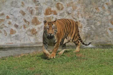A Bengal tiger walks on the grass during the day at the zoo