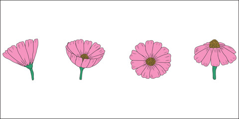 Colorful cosmos flower drawing. Drawing of a pink flower. Stages of flower life