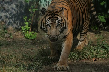 Fototapeta premium a Sumatran tiger wandering in the bushes during the day