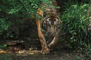 a Sumatran tiger wandering in the bushes during the day