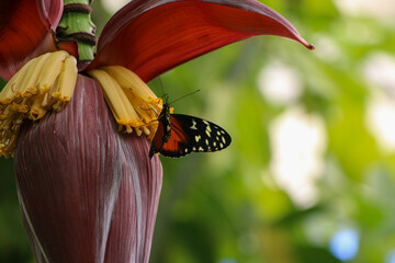 Butterfly feeding on a bright flower, its wings beautifully aligned with the vivid red and yellow petals. The soft green background adds depth, emphasizing the delicate balance of the scene.