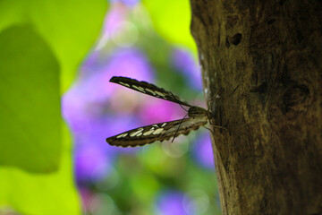 Butterfly resting on tree bark, wings spread against a vivid purple and green bokeh background. The...