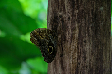 A butterfly with intricate wing markings is captured on a tree trunk. The rugged texture of the bark contrasts with the butterfly’s delicate patterns, enhanced by a soft green background.