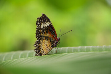 Vibrant butterfly perched on a green leaf, displaying intricate patterns of orange, black, and white. The soft focus background enhances the delicate beauty of this moment in nature.