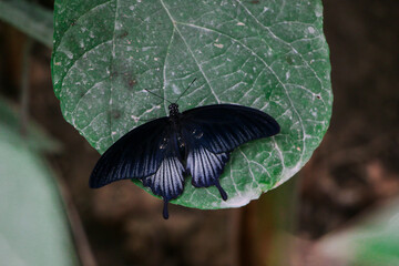 Black butterfly with striking silver accents on its wings, perched on a textured leaf. The intricate wing design and soft lighting highlight the beauty of this insect in its natural environment.