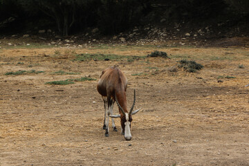 A lone blesbok feeds in a dry, sparse landscape. The scene captures the simplicity of the wild,...