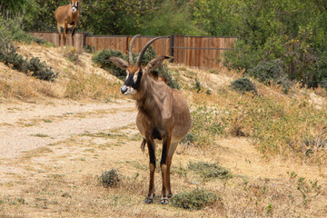 Roan antelope in a dry, arid landscape, showcasing its impressive horns and sturdy build. The natural setting emphasizes the resilience and strength of these magnificent creatures.