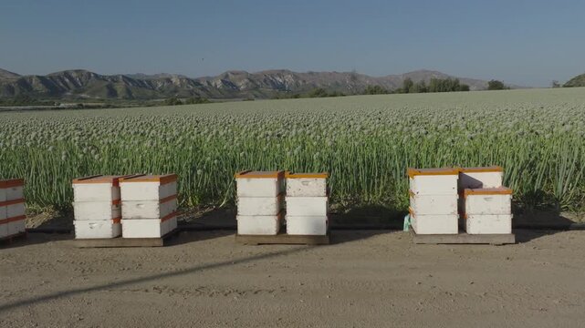 Close-up of wooden beehives on a lush green onion farm under a sunny sky. Hills rise in the background, showcasing a vibrant agricultural landscape. Perfect for farming and beekeeping visuals.