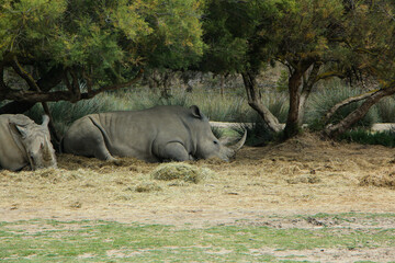 Pair of rhinoceroses resting under trees, embodying the tranquility of nature. The calm scene captures the essence of wildlife in their undisturbed habitat.