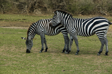 Zebras grazing side by side in a serene landscape, their distinctive black and white stripes blending into the natural surroundings. A peaceful scene that captures the essence of wildlife.