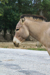 Naklejka premium Side profile of a donkey in a natural setting, highlighting the texture of its fur and serene expression. The image captures the peaceful essence of this gentle animal in its habitat.