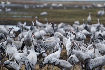 Group of cranes eating and fighting and standing around the lake
