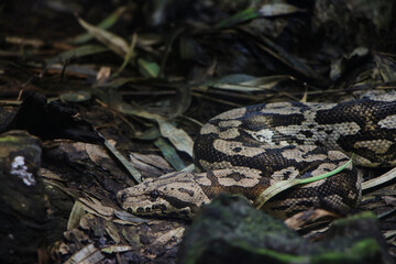 A snake coils among fallen leaves and twigs, its patterned body blending into the earthy tones of the forest floor. The intricate camouflage highlights the reptile's adaptive survival skills.
