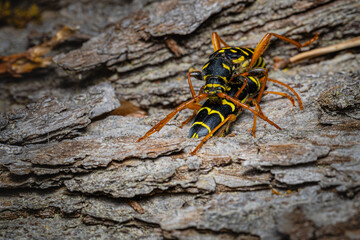Ram beetle, common ram beetle or wasp beetle is a beetle from the longhorn beetle family, Cerambycidae, Clytus arietis, Clytus