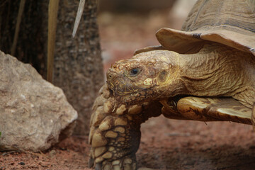Fototapeta premium Detailed shot of a tortoise in motion, capturing the rough texture of its skin and shell against a rugged, earthy backdrop. The natural setting complements the tortoise's camouflage and resilience.