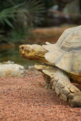 Naklejka premium Tortoise emerging from behind rocks, its rough shell and skin blending with the surrounding terrain. The close-up emphasizes the texture and colors of its natural habitat.