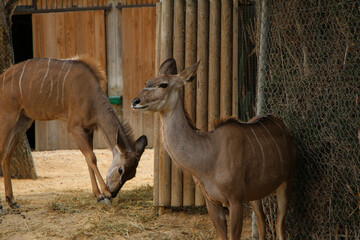 Kudu pair resting near wooden posts, their striped bodies beautifully lit by soft daylight. The natural environment emphasizes their graceful curves and calm demeanor.