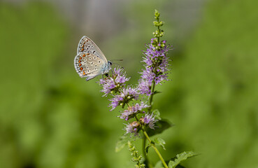 Blue Polyeyed Butterfly (Polyommatus icarus) on mint flower
