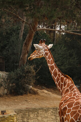 Obraz premium Giraffe standing gracefully in a wooded environment, showcasing its unique patterned fur. The natural light and earthy tones emphasize the animal's majestic presence.