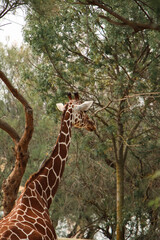 Giraffe reaching up among trees, displaying its unique patterned fur. The lush green surroundings and natural light emphasize the animal's elegance and distinctive markings.