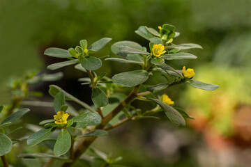 A plant called segan or purslane (Portulaca oleracea). Leaves of common purslane Portulaca oleracea. purslane salad