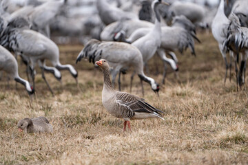 Cranes (grus grus) during a courtship dance and in the background a group of cranes eating and fighting and standing around the lake