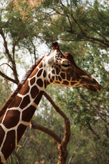 Giraffe in profile with detailed fur patterns, surrounded by lush greenery. The natural light enhances the animal's elegant features and the intricate markings on its coat.