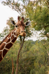 Giraffe gazing curiously over a wooden fence in a leafy environment. The animal's unique patterned fur and expressive eyes are highlighted by the natural light and surrounding greenery.