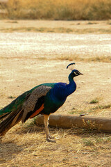 Peacock standing on arid ground, showcasing its vibrant blue and green feathers. The bird's iridescent plumage contrasts sharply with the dry, sandy backdrop.